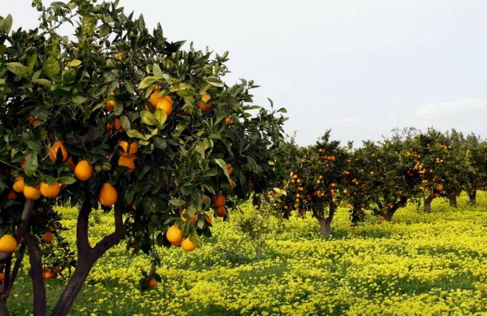 Rüyada Mandalina Bahçesi Görmek Ne Anlama Gelir Ankara Masası