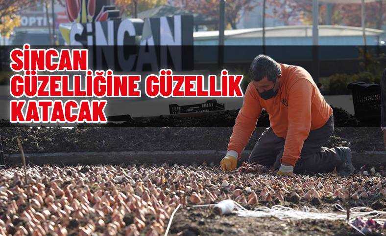 Sincan’da binlerce lale soğanı toprakla buluştu