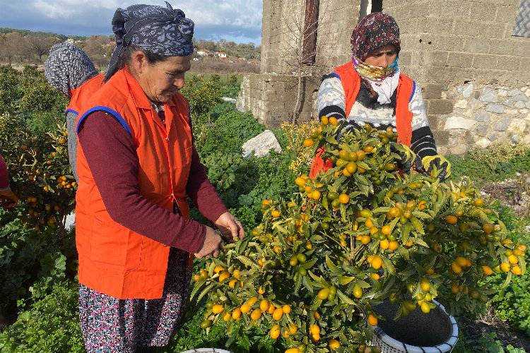 Altın portakal İzmir'de üretilmeye başlandı