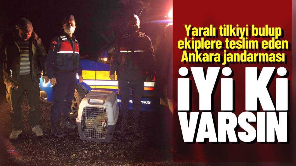 Ankara'da yaralı tilkiye jandarma sahip çıktı