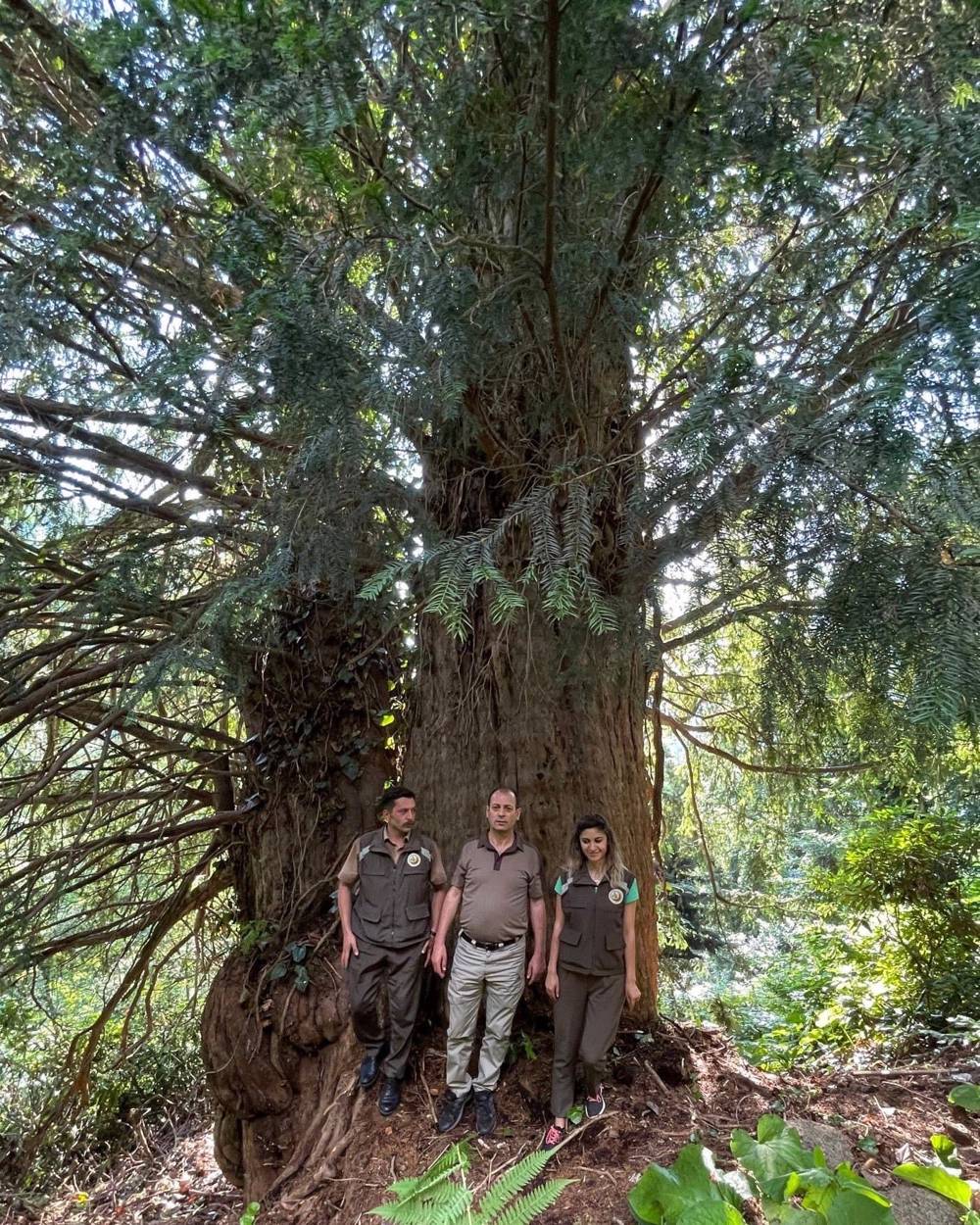 Artvin'deki 1400 yıllık ağaç tescillenecek