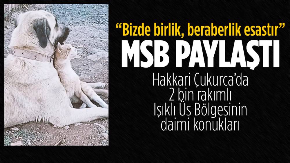Mehmetçiğin baktığı kedi ve köpek sosyal medyada hit oldu