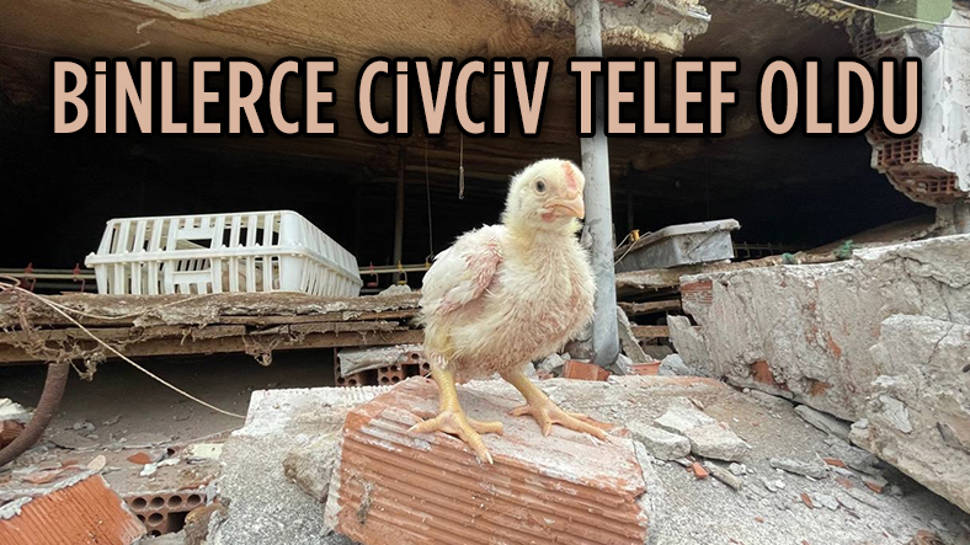 Düzce'de depremde kümes çöktü