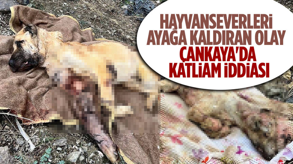 Ankara'da hayvan katliamı iddiası! Tepkiler çığ gibi büyüdü 
