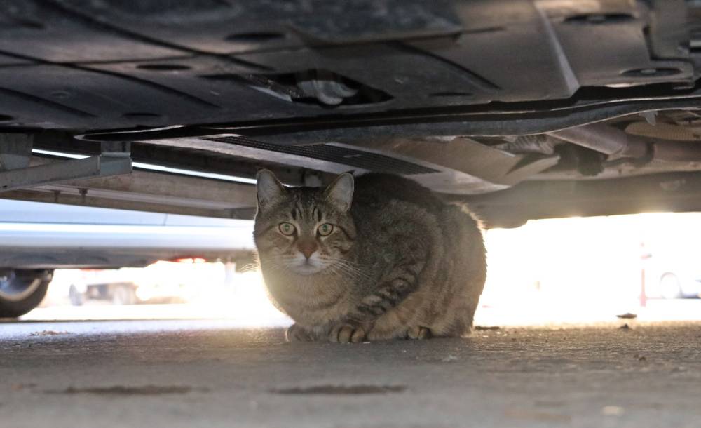 Antalya'da obez kedi asma tavanı  çökertti