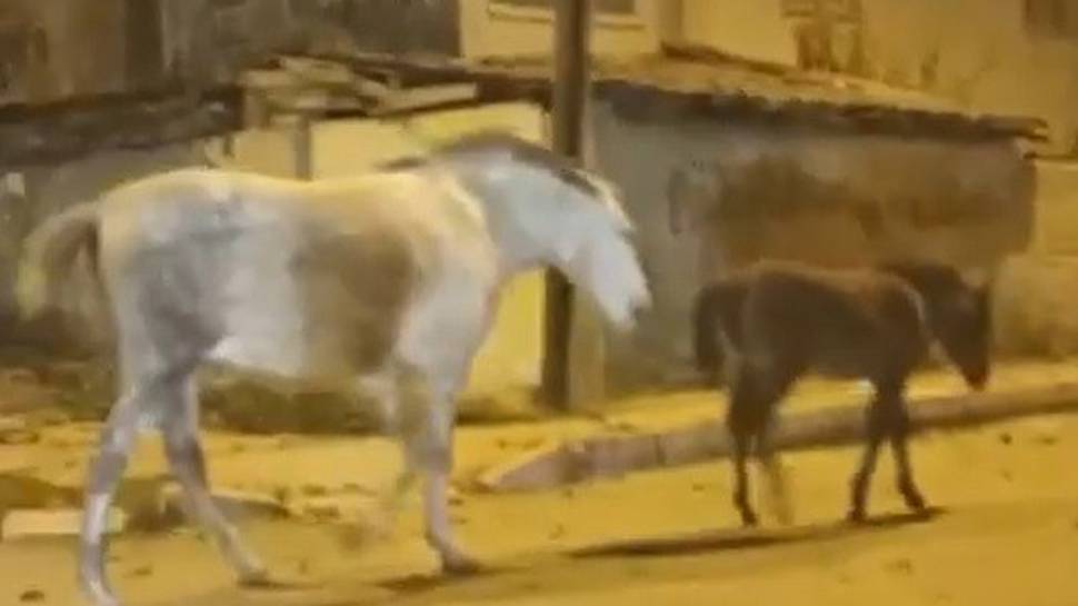 Elazığ'da ilginç görüntü! Atlar, cadde ve sokaklarda dolaştı 