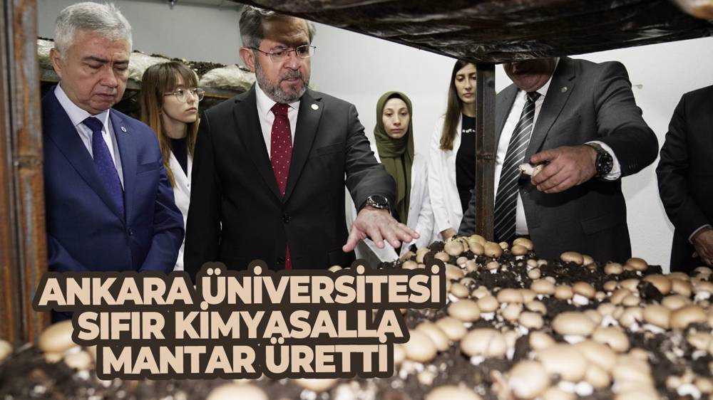 Ankara Üniversitesinde kimyasal kullanılmadan kültür mantarı yetiştirildi