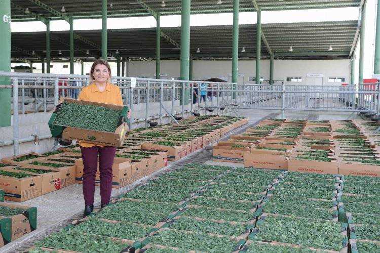 Kocaeli İzmit'te binlerce sebze fidesi dağıtıldı