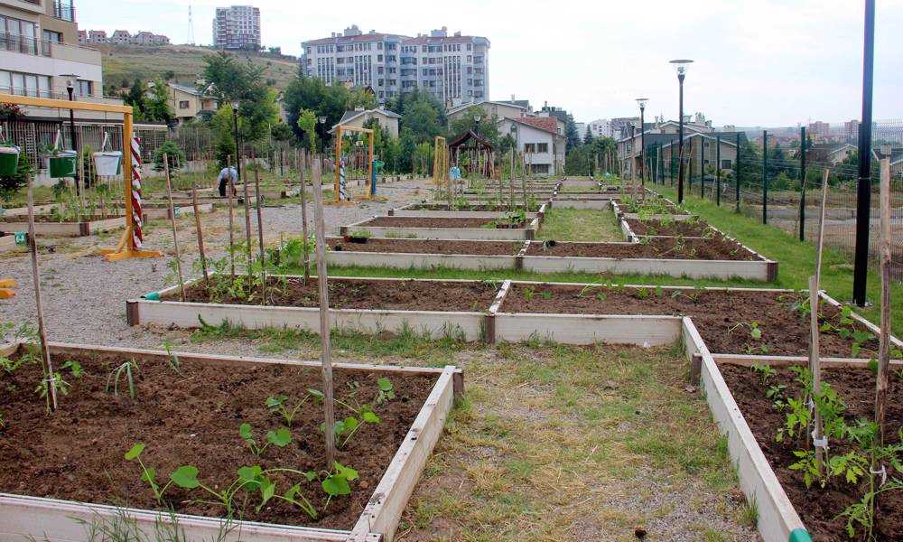 Çankayalı kursiyerlerin diktiği tohumlar baş göstermeye başladı!