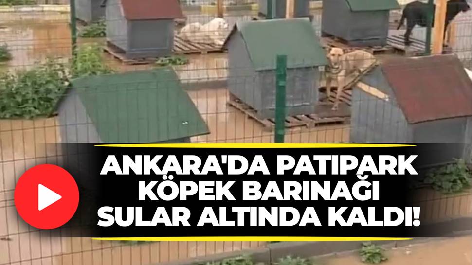 Ankara'da Patipark Köpek Barınağı sular altında kaldı!