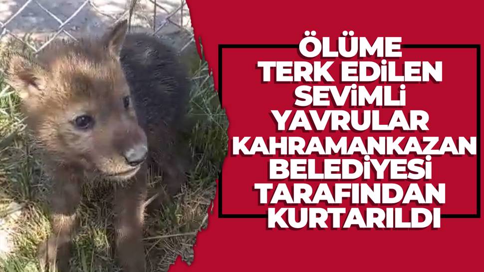 Ankara'da ölüme terkedilen 4 kurt yavrusu yaşama tutundu