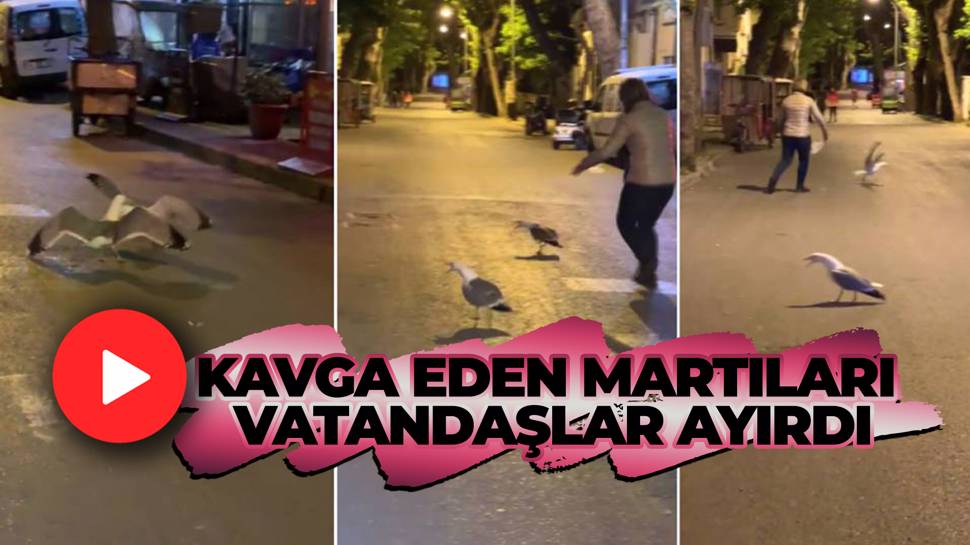 Martılar kavga etti, ayırmaya çalışan insanlara kızdı!