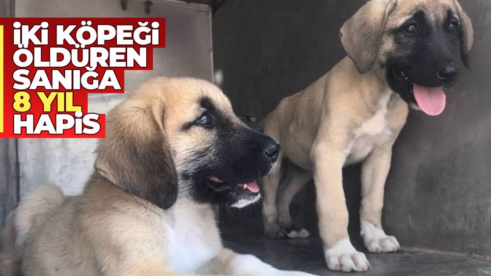 Savcılık, iki köpeği öldüren sanığa 8 yıl hapis istedi