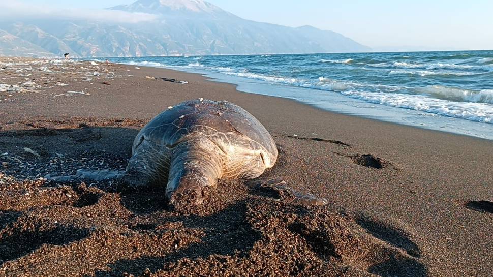 Hatay'da 2 deniz kaplumbağası sahile vurdu