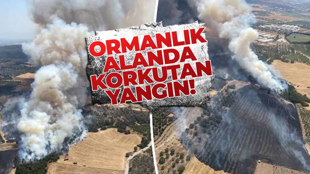 İzmir'de orman yangını! 