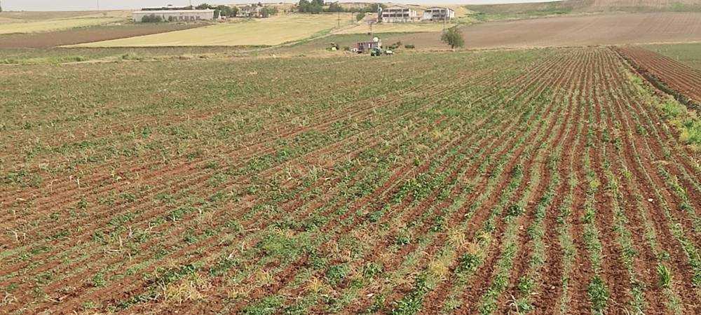 Üzerine yıldırım isabet eden çocuk öldü