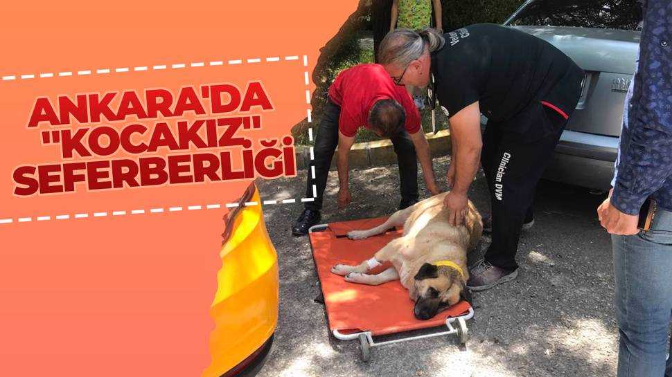 Ankara'da sokak köpeği 'Kocakız' için vatandaşlar seferber oldu