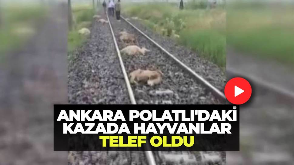 Polatlı’da tren koyun sürüsüne çarptı: 16 küçükbaş hayvan telef oldu