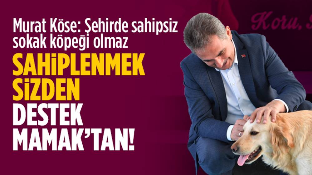 Murat Köse: Şehirde sahipsiz sokak köpeği olmaz