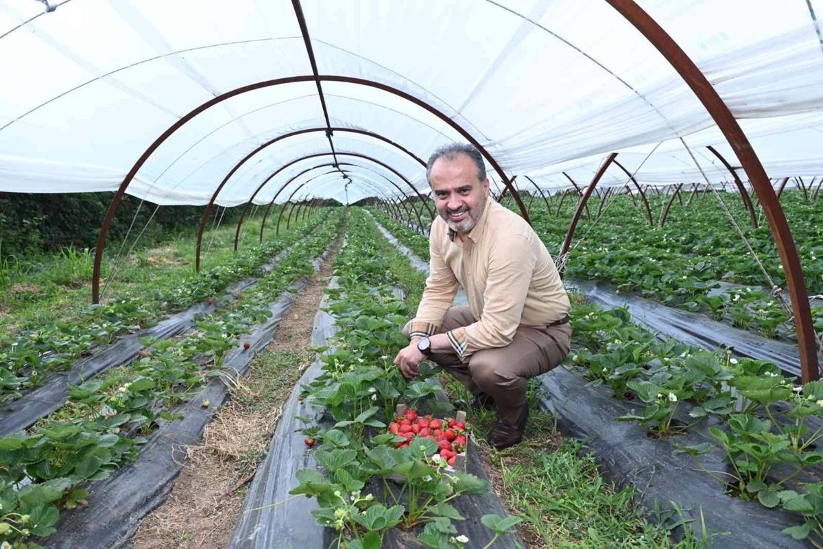 Bursalı çiftçinin hasat bayramı