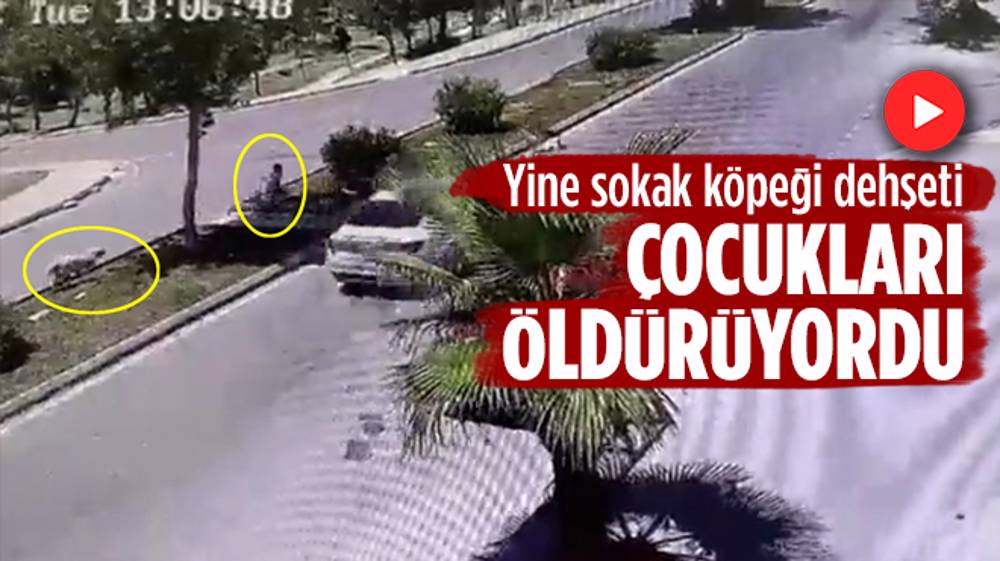 Köpekler 2 çocuğu daha öldürüyordu