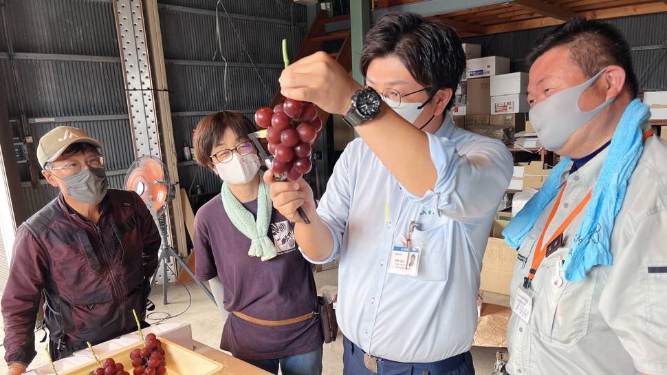 Japonya’da özel üretim salkım üzüm, 10 bin 800 dolara satıldı