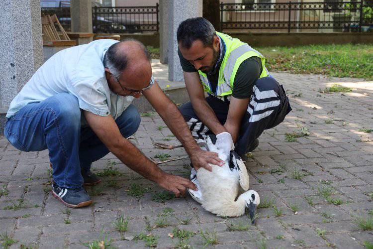 Yaralı leyleğe 'Büyük' şefkat