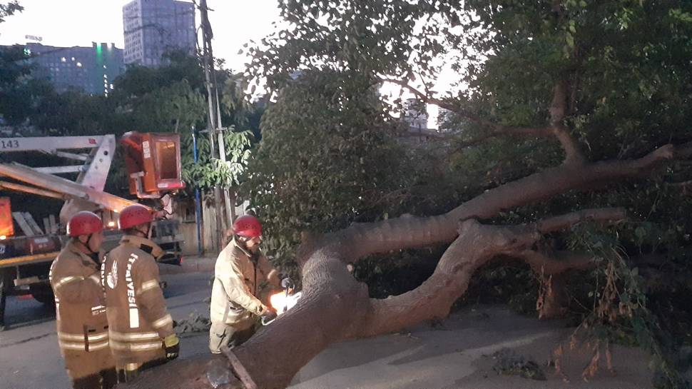 İstanbul Kadıköy’de dut ağacı kökünden koparak devrildi