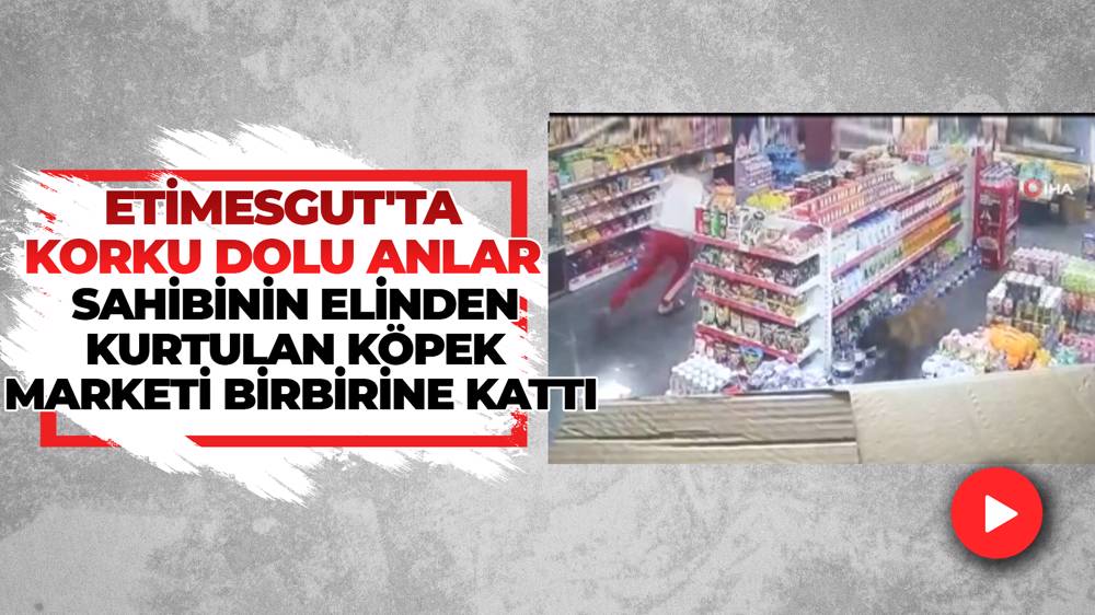 Ankara'da sahibinin elinden kurtulan köpek ortalığı birbirine kattı