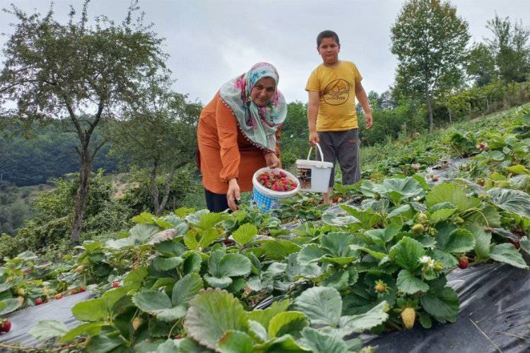 Samsun'da çilek üretimi arttı