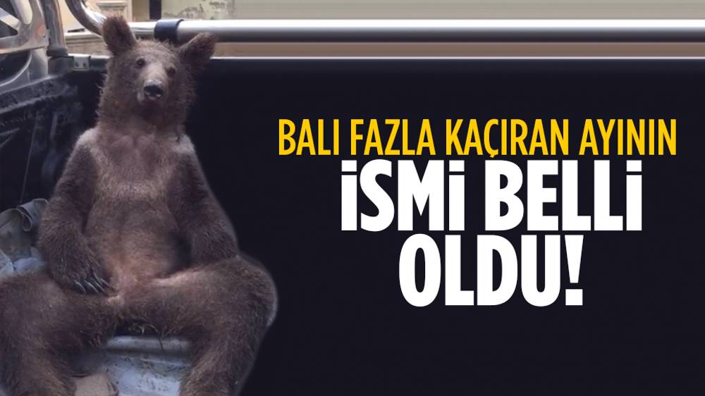 Bal komasına giren ayının ismi belli oldu