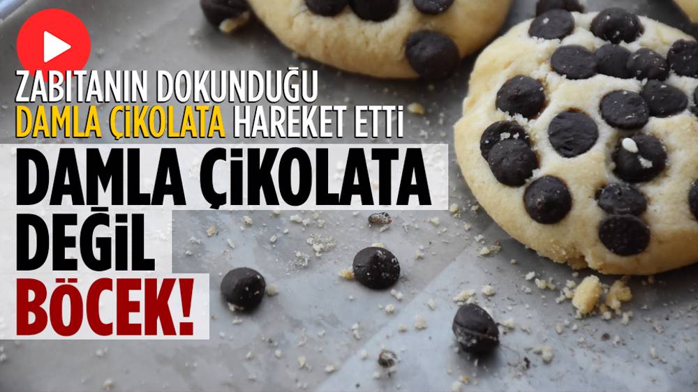 Damla çikolata değil, böcek!