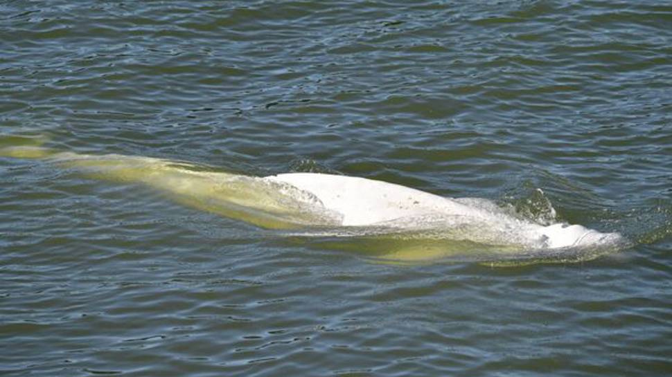 Fransa’da Seine Nehri’nde mahsur kalan balinanın Manş Denizi'ne nakli başladı