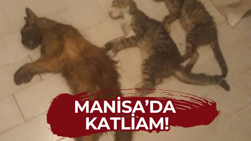 Manisa’da kedi ve köpek katliamı: 15’e yakını öldürüldü