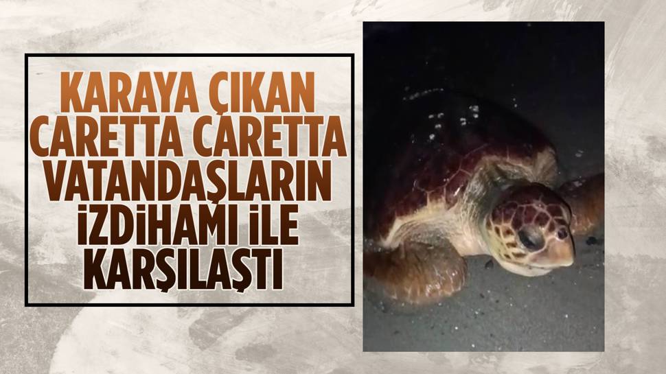 Yılda bir kez karaya çıkan caretta caretta, yumurtalarını bırakamadı