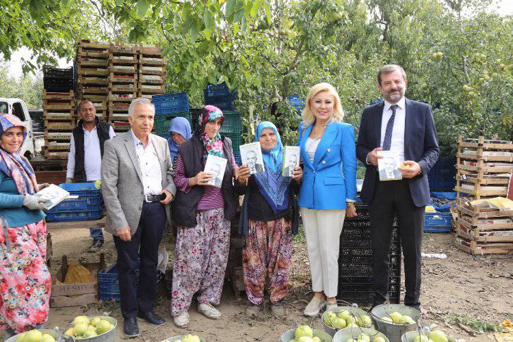 Bursa Gürsu'da gazeteciler kadınlarla birlikte armut topladılar