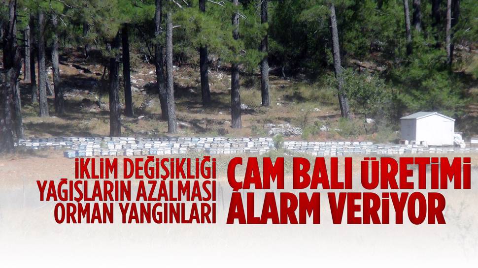 Çam balında tehlike çanları çalıyor