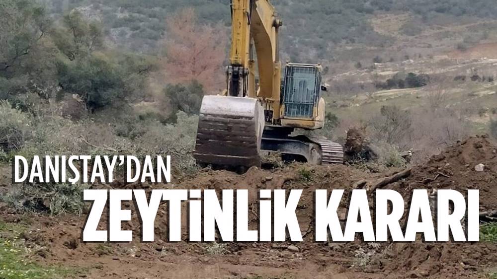 Danıştay'dan zeytinlik kararı!