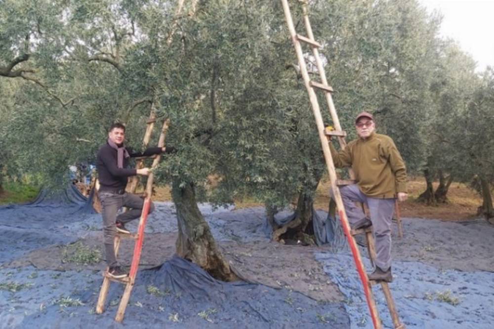 Bursa'da zeytin hasadında son günler