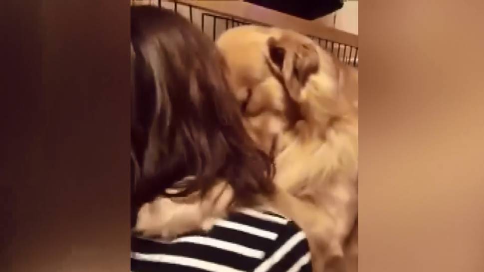 Barınaktan sahiplenilen köpeğin duygusal tepkileri
