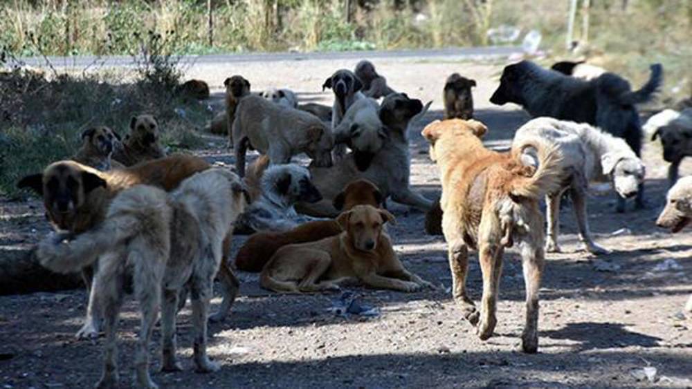 İstanbul'da küçük çocuğa okul yolunda köpekler saldırdı 