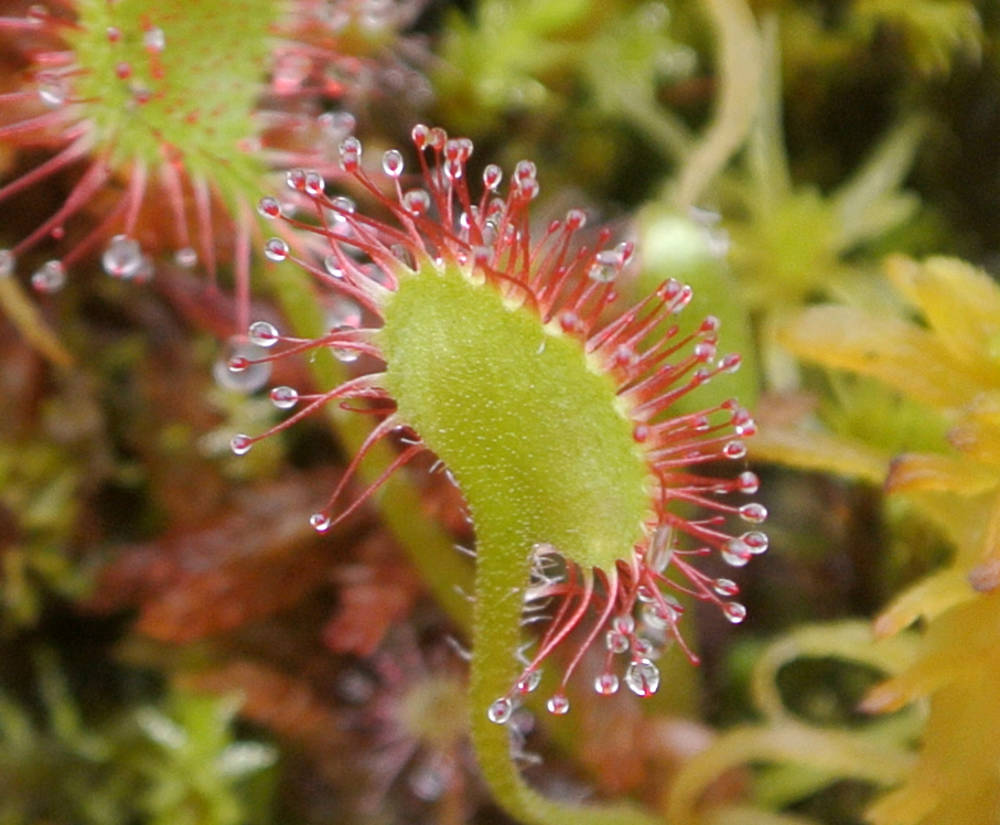 Güneş Gülü ya da bilimsel adıyla Drosera nedir?