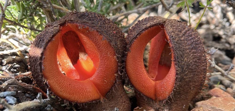 Hydnora Africana nedir?