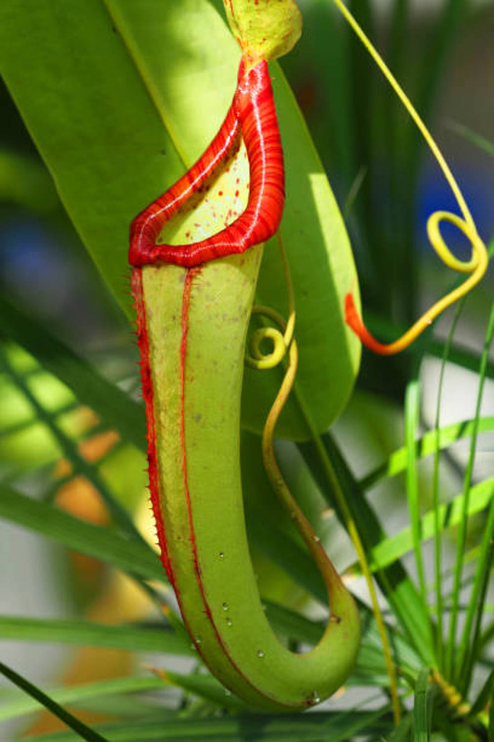 Sürahi Bitkisi ya da Nepenthes Attenboroughii nedir?