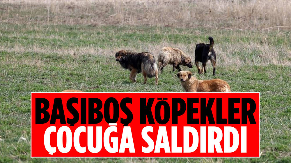 Ankara'da köpek dehşeti 