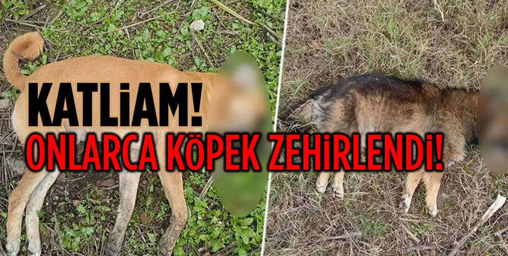 Aydın'da köpek katliamı!