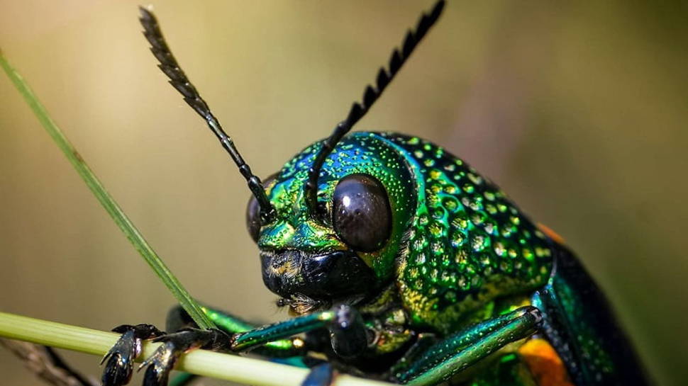 Entomoloji nedir?