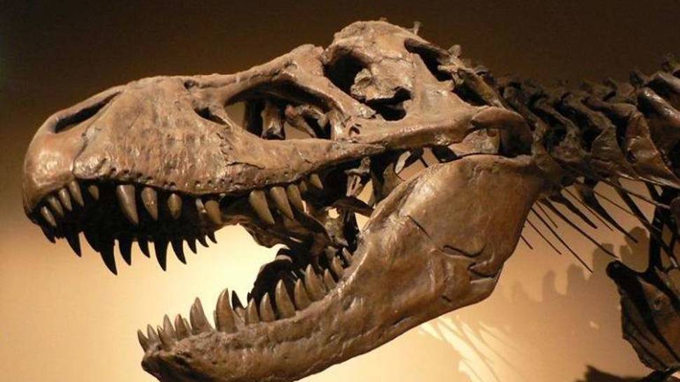 Paleozooloji nedir?