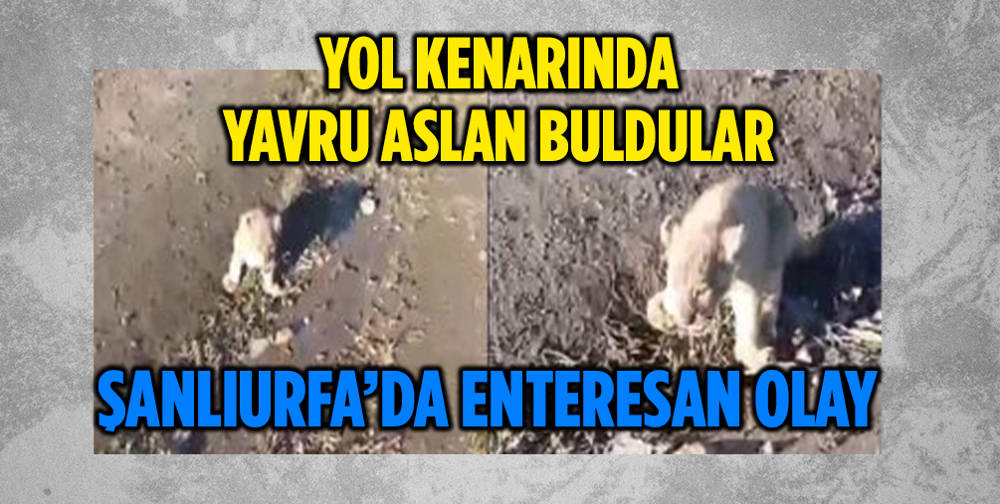 Şanlıurfa'da öğrenciler yol kenarında yavru aslan buldu