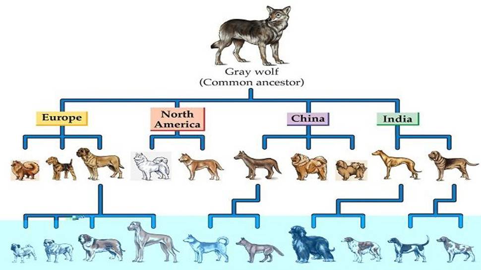 Taksonomi nedir?